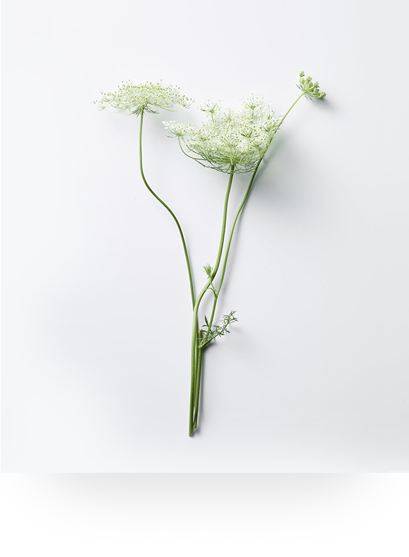 Hedge Parsley