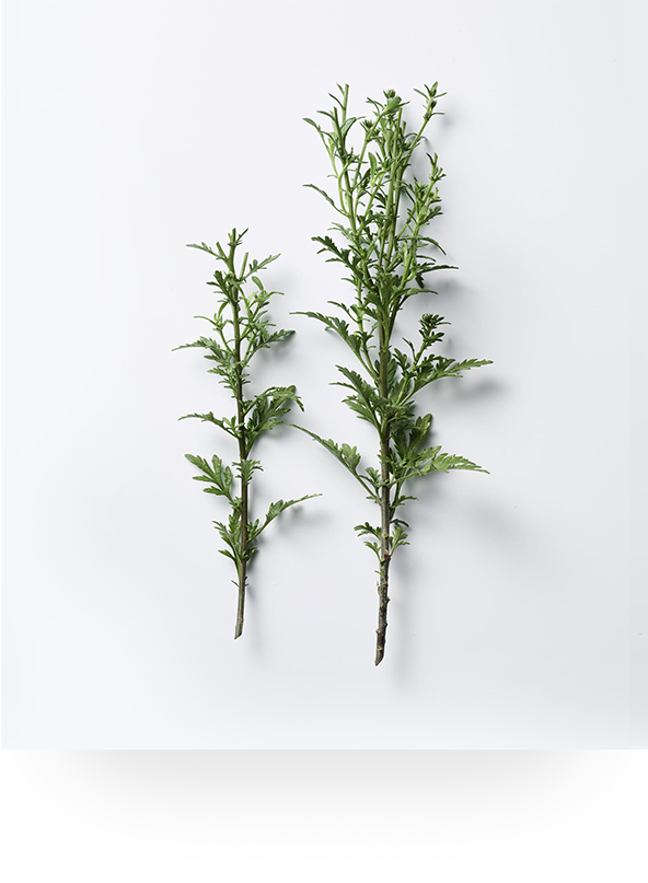 Korean Mugwort